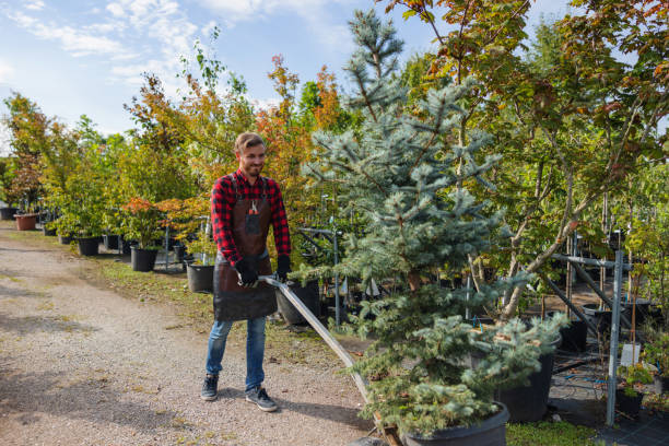 Murphys Estates, SC Tree Care Services Company